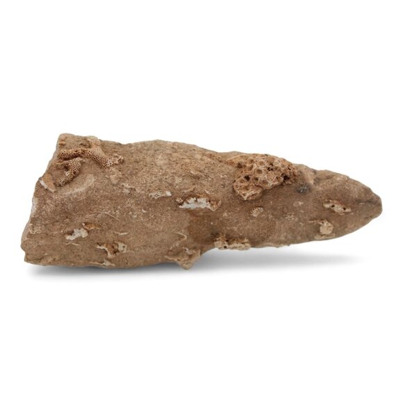 Devonian Coral Fossil Rock Rugose & Tabulate Corals In Limestone 2 Lb 1 Oz - Picture 3 of 5